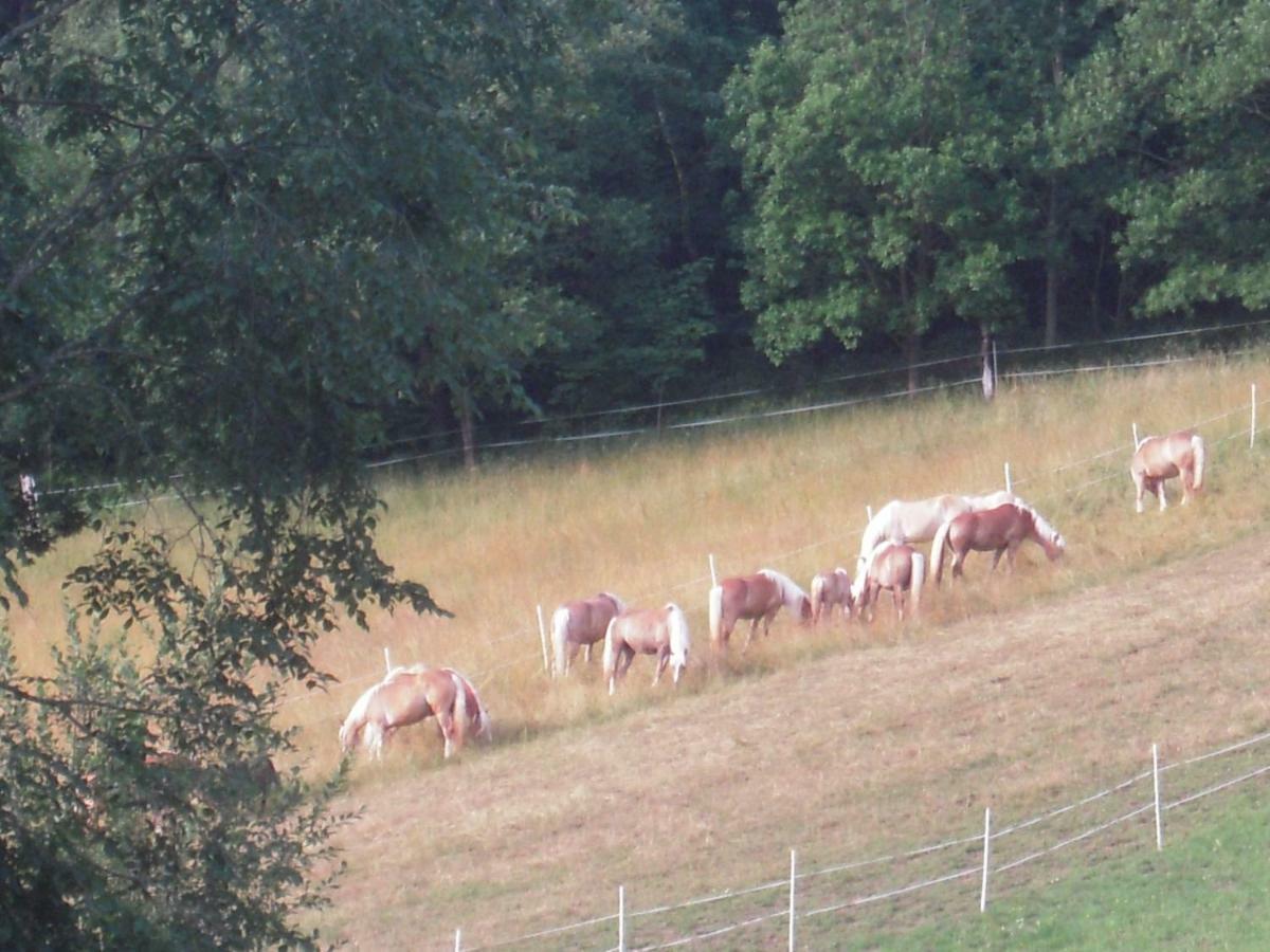 Haflingerhof Luef Villa Bad Schönau Kültér fotó